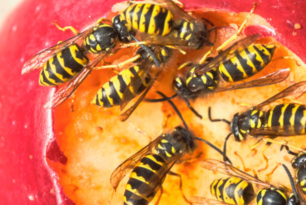 close up vespa comer fallen rotten apple - rotting fruit wasp food - fotografias e filmes do acervo