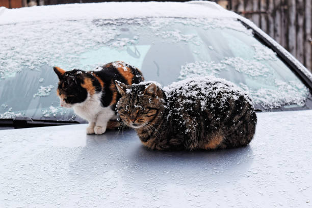 추운 눈 덮인 겨울 날길길 고양이 스톡 사진