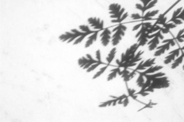 istock Abstract shadow of tree leaves on a white wall. 1199474118