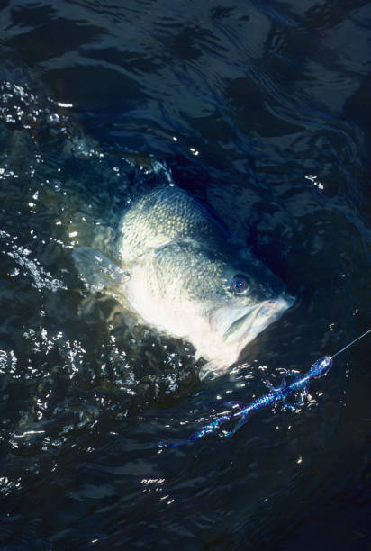 istock Largemouth Bass 2920 1199474247
