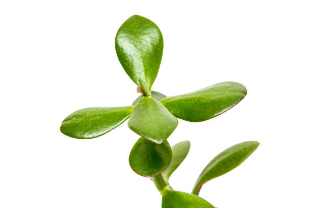 istock Indoor plant isolated on white 1199474269