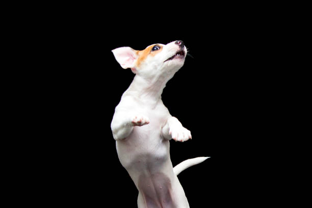 Jack Russell puppy in a jump on a black background stock photo