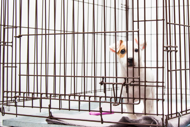 istock Puppy sitting in a cage 1199474461