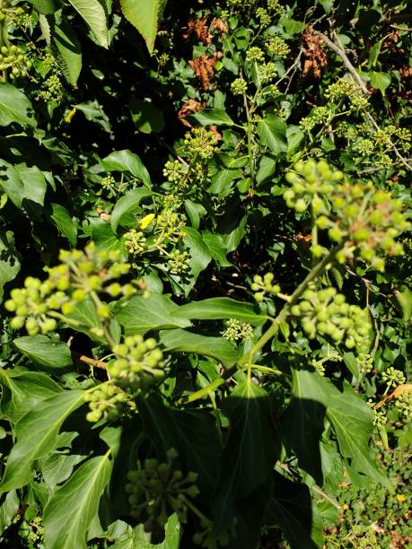istock Ivy bush Hedera helix 1199474487