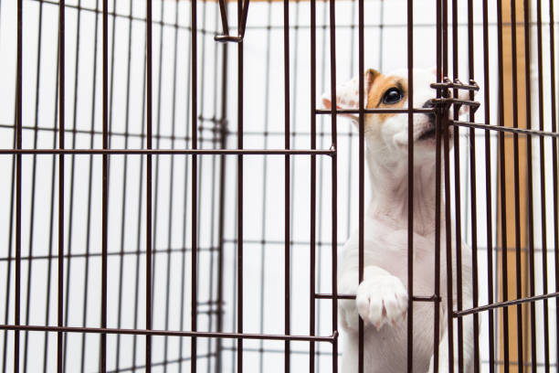 istock Puppy sitting in a cage 1199475211