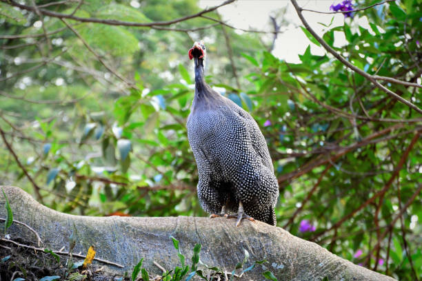 istock A Numida meleagris attentive upon the tree branch 1199475646