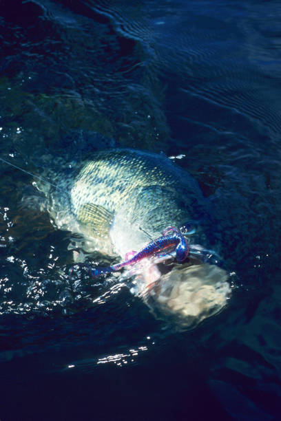 istock Largemouth Bass 2921 1199475727