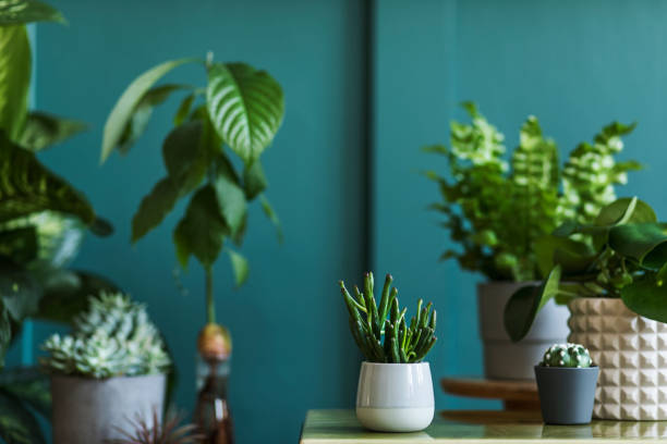 Stylish living room interior filled a lot of beautiful plants in different design pots. Composition of home garden jungle. Modern home decor. Floral concept. Template. composición elegante del interior del jardín casero lleno de una gran cantidad de hermosas plantas, cactus, suculentas, planta de aire en diferentes macetas de diseño. paneles de pared verde. plantilla. concepto de jardinería casera home jungle.