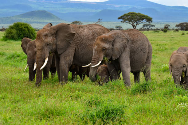 istock Elephants in Amboseli National Park in Kenya 1199476373
