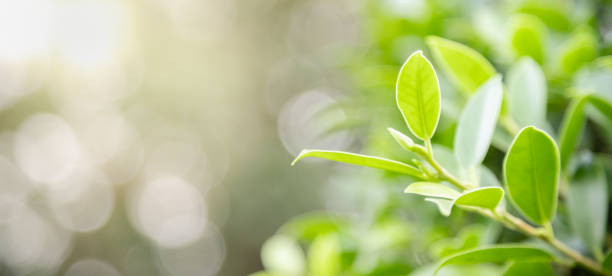 istock Close up of nature view green leaf on blurred greenery background under sunlight with bokeh and copy space using as background natural plants landscape, ecology cover concept. 1199476916