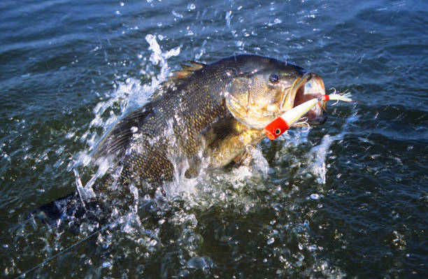 istock Smallmouth Bass 1389 1199477045