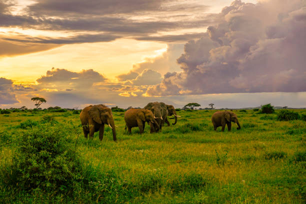istock Elephants in Amboseli National Park in Kenya 1199478740