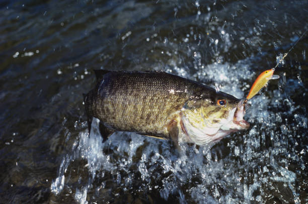 istock Smallmouth Bass 475 1199478992