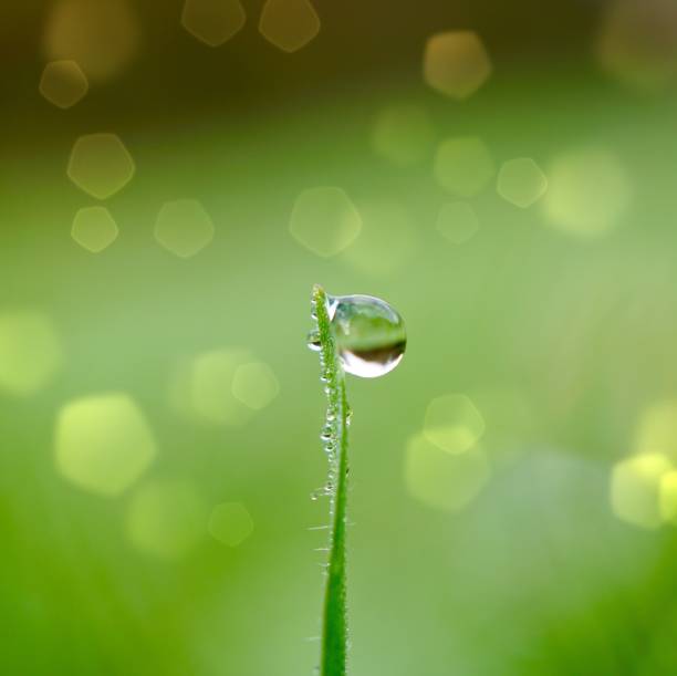 istock raindrop on the grass leaf in the nature, rainy days in winter 1199479818