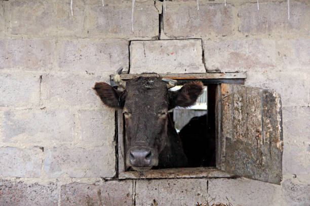 istock cow looking out from window of shed on brick wall 1199480174