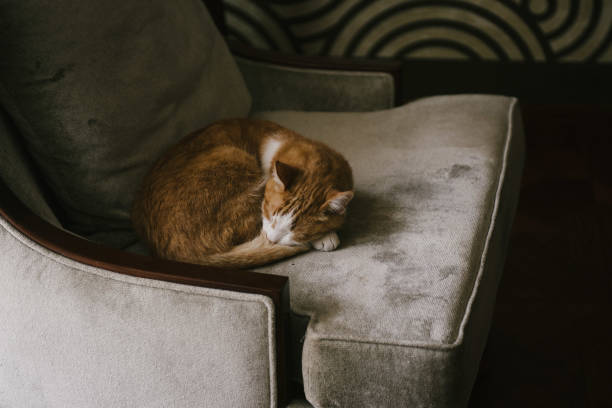 istock Red cat lying on the couch in the house 1199480236