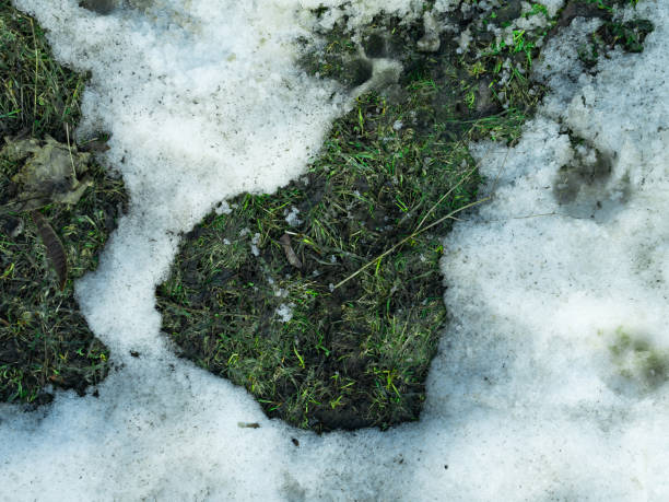 istock A thawed patch in the snow with green grass, spring scenery 1199480642