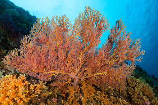 Mopsella sp.Gorgonian Coral, West Side Peleliu Island near South Point, Palau, Micronesia, 6°58'34.42\