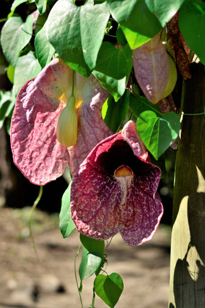 istock Flowers hanging from giant Aristolochia 1199483119