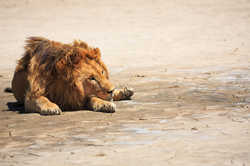 Lion sleeping in the Serengeti National Park, Tanzania