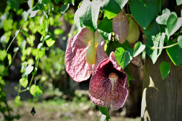 istock Aristolochia gigantea com flower no park 1199483157