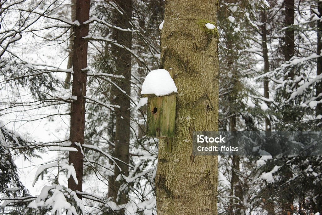 Cabane à oiseaux dans un arbre - Photo de Arbre libre de droits