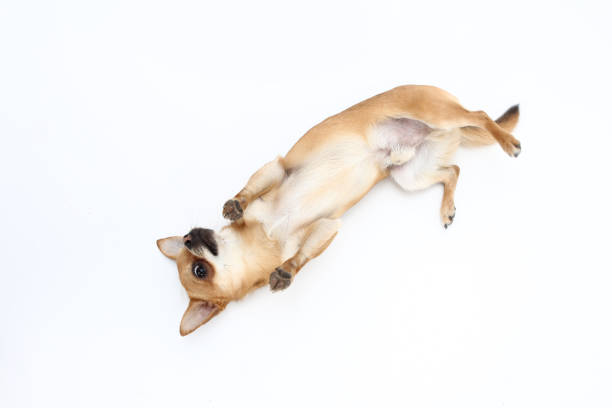 istock dog on white background playing and showing off his tricks in th 1199484016