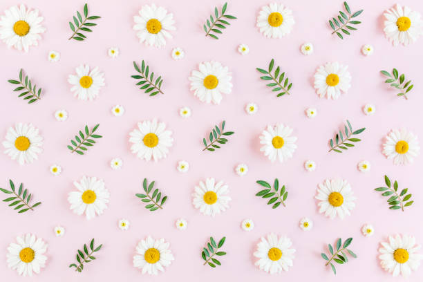 istock Pattern made of chamomiles, petals, leaves on pink background. Flat lay, top view 1199484040