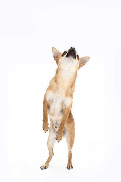 istock dog on white background playing and showing off his tricks in th 1199484048