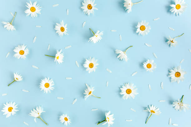 Pattern made of chamomiles, petals on blue background. Flat lay, top view