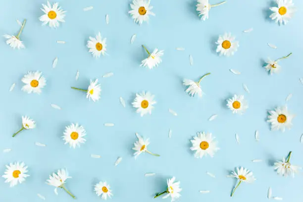 Photo of Pattern made of chamomiles, petals on blue background. Flat lay, top view