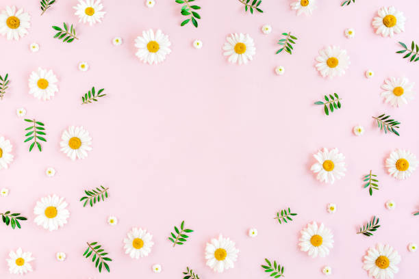 istock Pattern made of chamomiles, petals, leaves on pink background. Flat lay, top view 1199484087