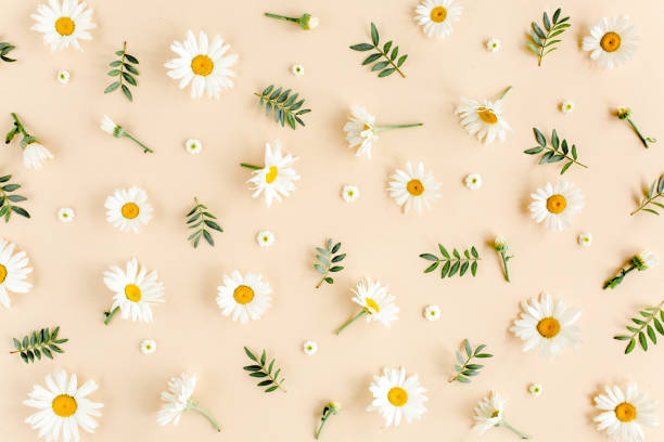 istock Pattern made of chamomiles, petals on beige background. Flat lay, top view floral background. 1199484381