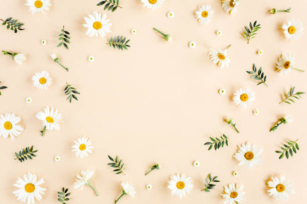 frame gemaakt van kamomiles, bloemblaadjes, bladeren op beige achtergrond. platte lay, top uitzicht bloemen achtergrond. - spaarzaam compositie stockfoto's en -beelden