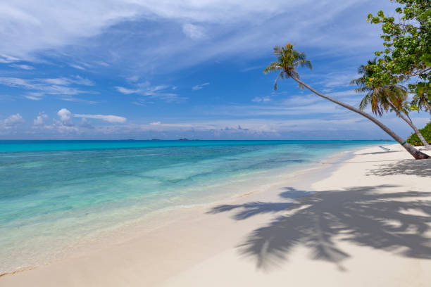 istock tropical beach with palm tree, maldives 1199485430