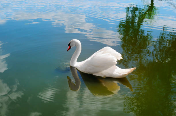 istock Swan on blue lake water in sunny day. 1199485434