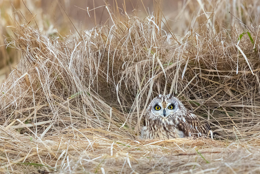 Short-eared Owl (Asio flammeus). Parker River National Wildlife Refuge, Massachusetts