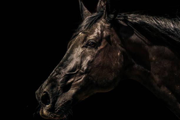 istock brown horse head portrait on black background 1199485731