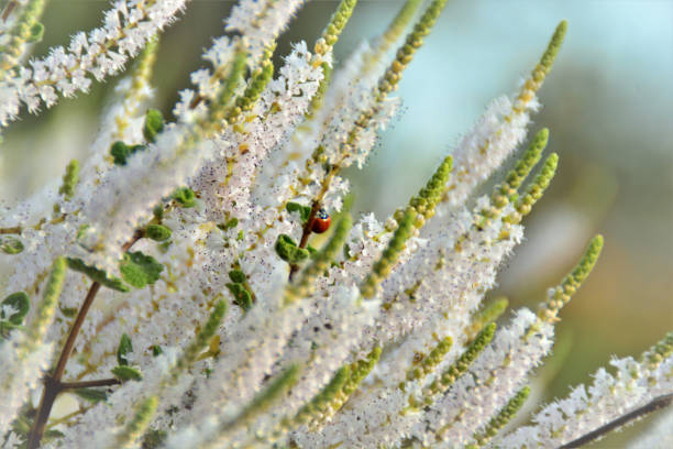 Ladybugs on wild plants, North China
