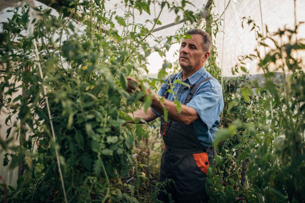 istock Senior farmer is working in tomato garden 1199486001