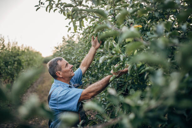istock Senior farmer is working in apple orchard 1199486033