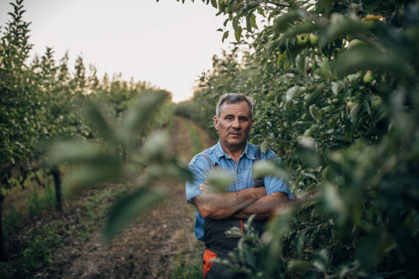 istock Senior farmer in orchard 1199486100