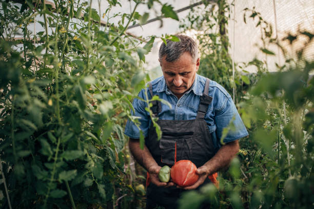 istock Senior farmer at tomato garden 1199486724