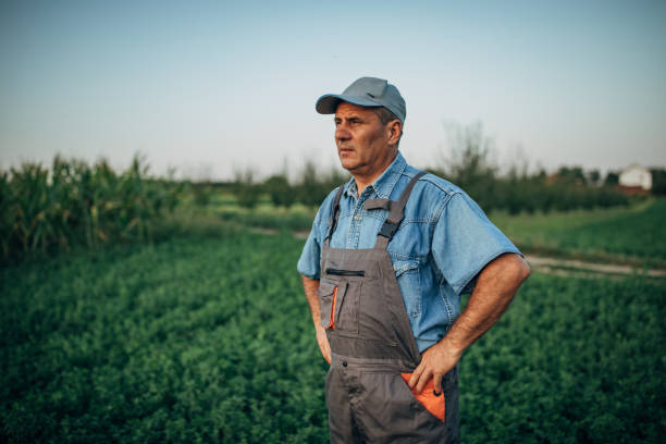 istock Senior farmer at the field 1199486749