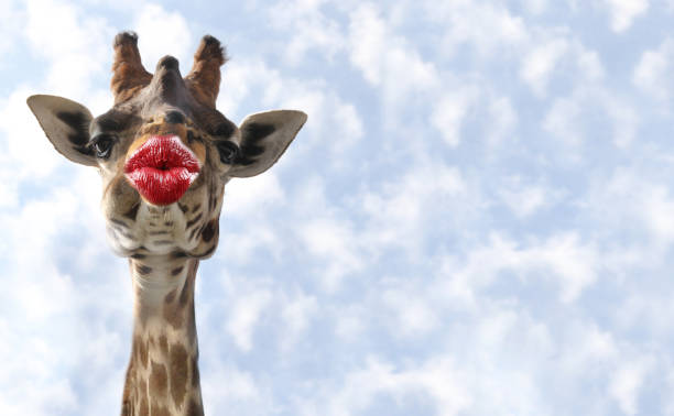 lustige tier mit küssen lippen karten für ein dankeschön, geburtstag, - animal tongue stock-fotos und bilder