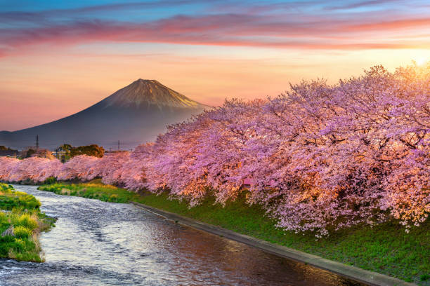 fiori di ciliegio e montagna fuji in primavera all'alba, shizuoka in giappone. - lago kawaguchi foto e immagini stock