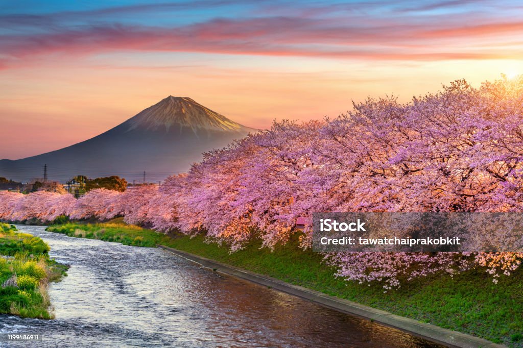 Cherry blossoms and Fuji mountain in spring at sunrise, Shizuoka in Japan. Japan Stock Photo