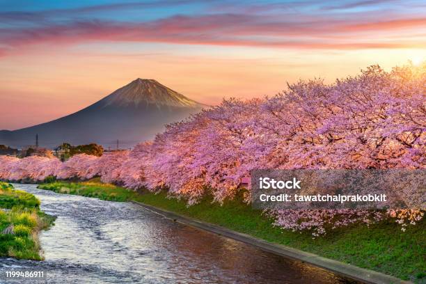 Cherry Blossoms And Fuji Mountain In Spring At Sunrise Shizuoka In Japan Stock Photo - Download Image Now