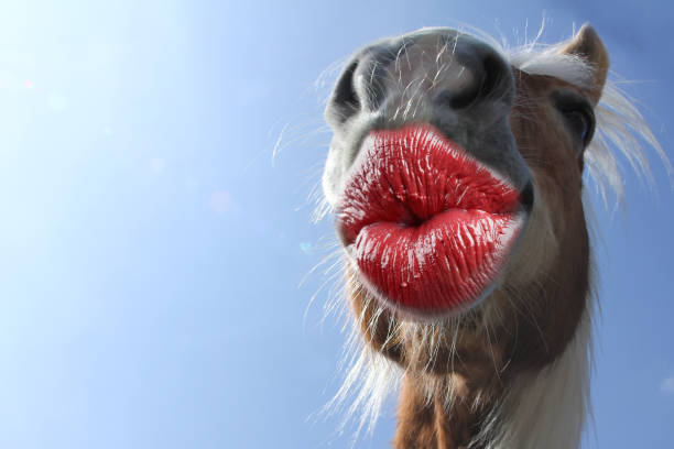 divertente grazie bacio carta con gli animali - naso rosso foto e immagini stock