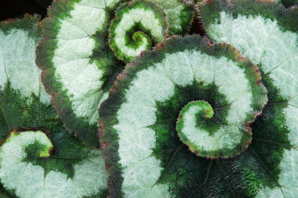 ornamentale blätter von begonia pflanze natürliche abstrakte muster hintergrund - begonia stock-fotos und bilder